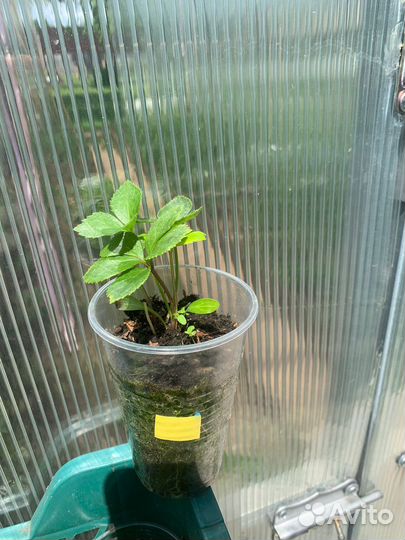 Морозник желтый