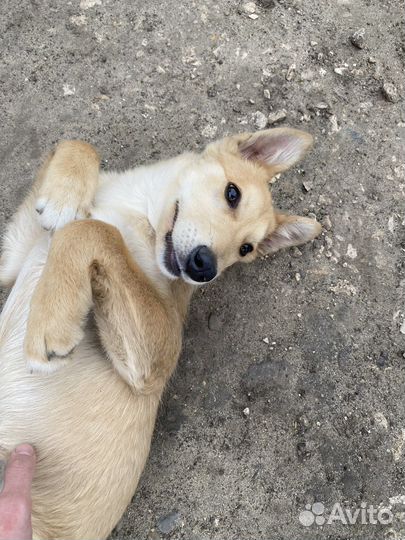 Щенок в добрые руки