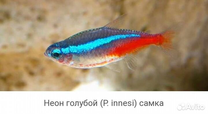 Неон голубой