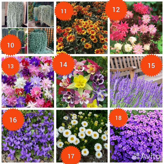 Семена цветов