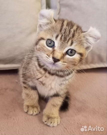 Американский керл котята