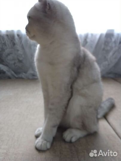 Шотландский кот. Вязка