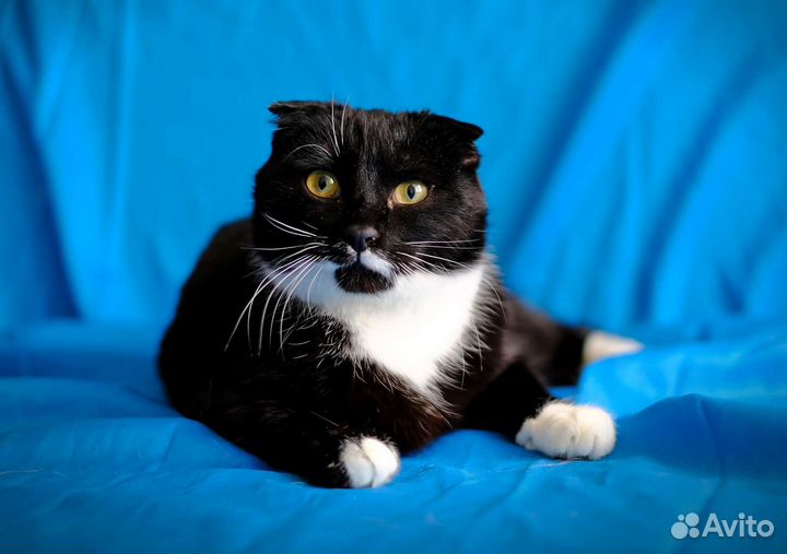 Молодая кошка-вислоушка ищет дом