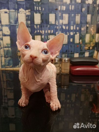 Канадский сфинкс котенок