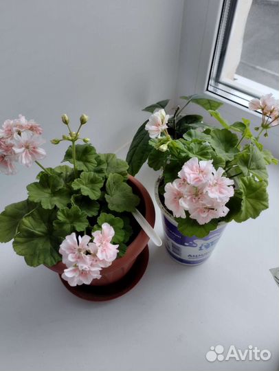 Пеларгония Elmsset