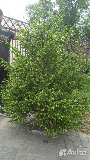 Сибирские Ёлки