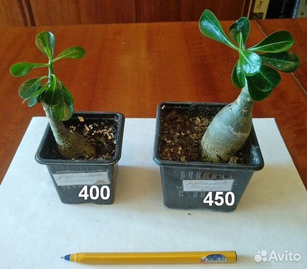 Черенки Адениума и прививки