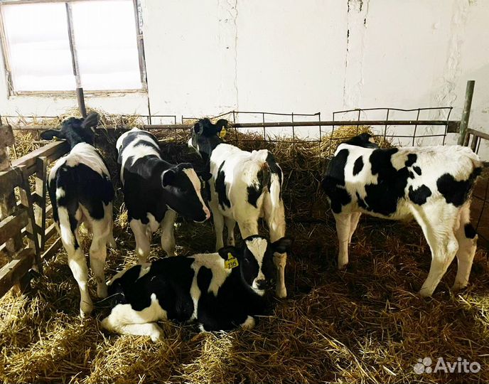 Телята: бычки и телки 1,2,3 м Холмогоры и Голштины