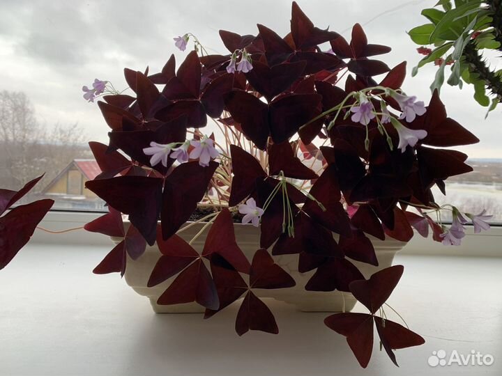 Кислица (оксалис)