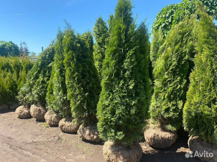 Туя Смарагд