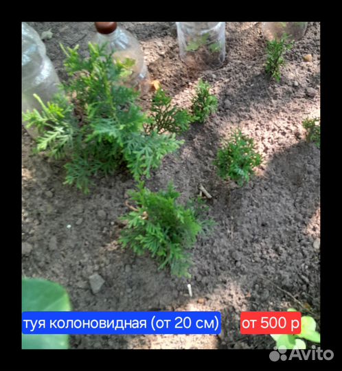 Туя колоновидная