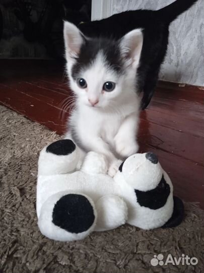 Мальчики ищут дом