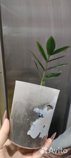 Замиокулькас, долларовое дерево