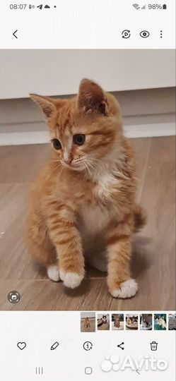 Кошка в дар