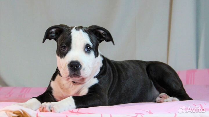 Амстафф щенок девочка