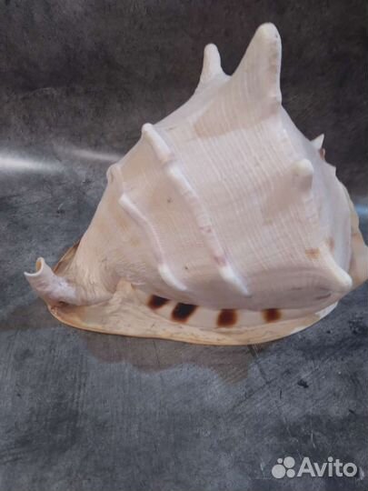 Крупный рапан