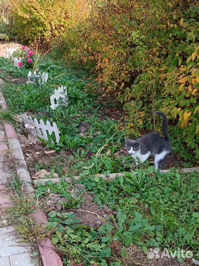 Котёнок в добрые руки