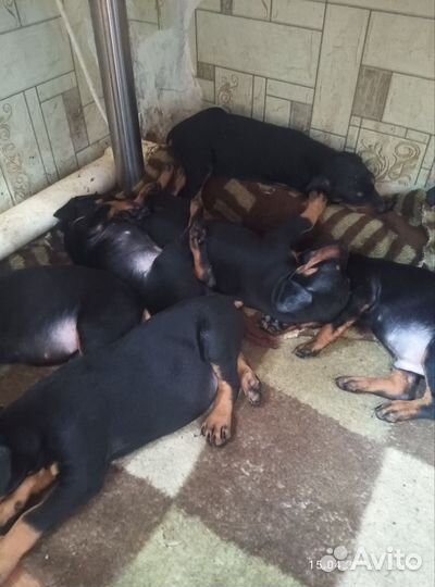Щенки добермана
