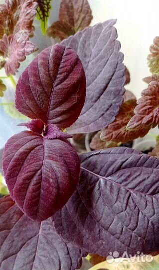 Колеусы срезы