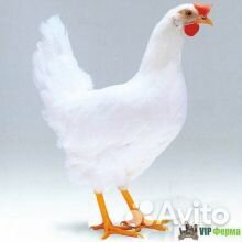 Продам кур