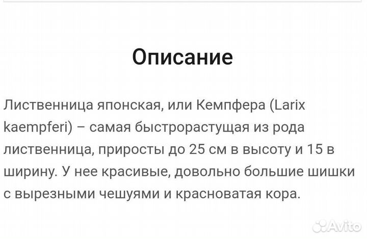 Лиственница европейская