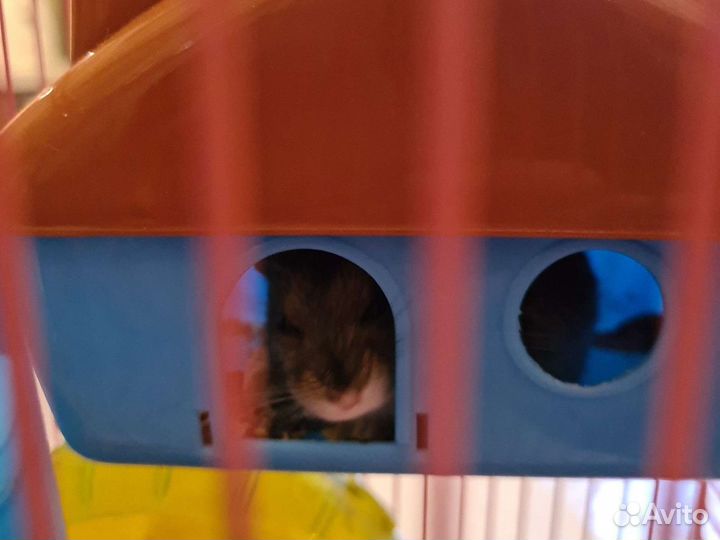 Хомяк Боня с клеткой