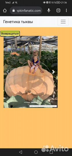 Семена тыквы