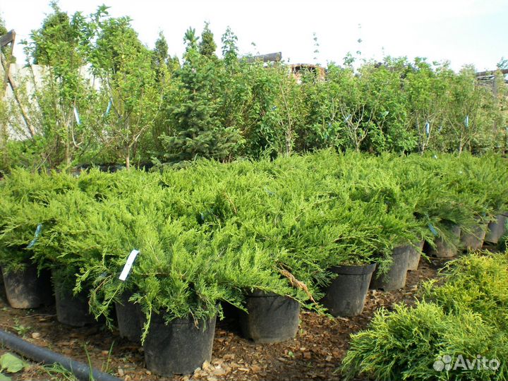 Можжевельник горизонтальный