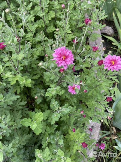 Флокс, хризантема, монарда