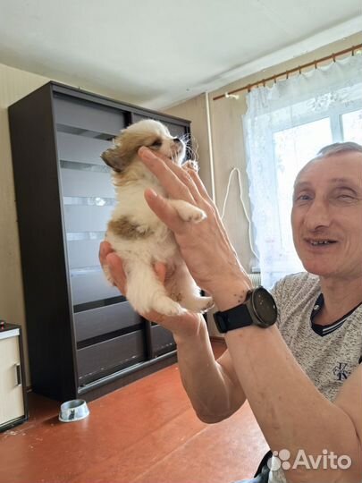 Собака