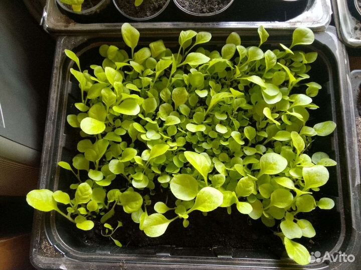 Рассада душистого табака