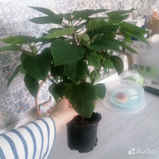 Пуансеттия