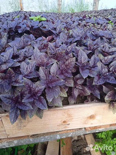 Домашние огурцы, помидоры, чеснок, зелень, мёд