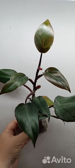 Филодендроны разные