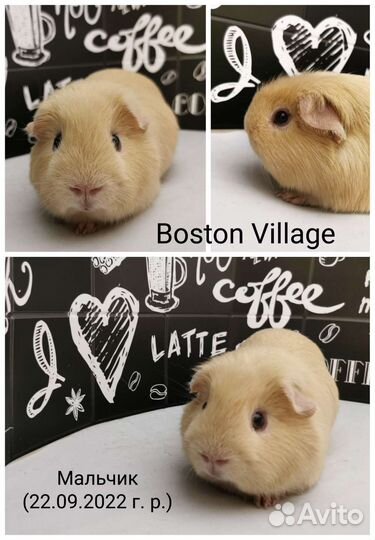 Морская свинка мальчик