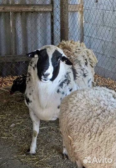 Дорпер баран