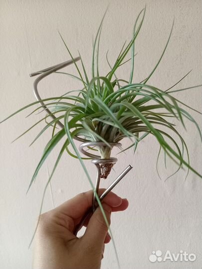 Тилландсия Стрикта