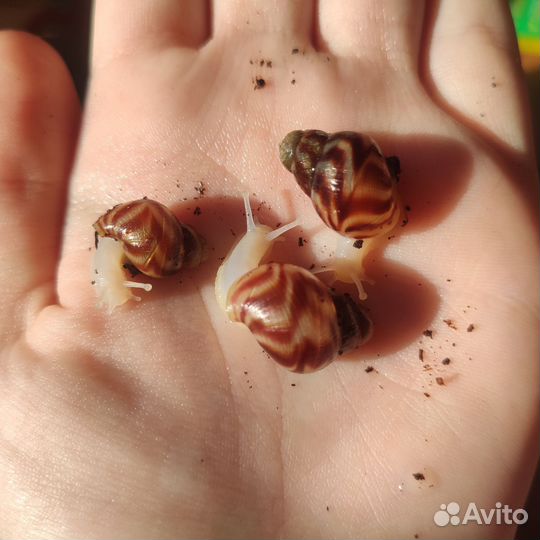 Ахатина ретикулята альбино боди