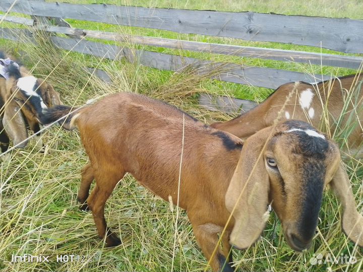 Англо нубийские козочка