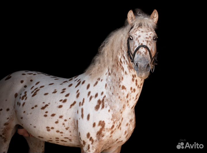 Эксклюзив яркий пони-класс