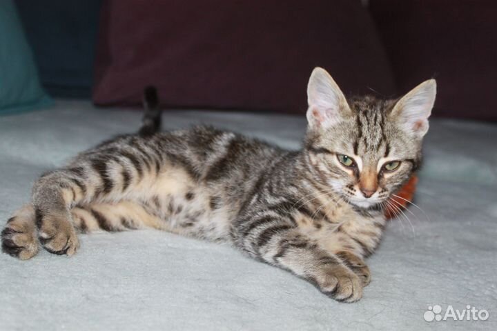 Красивый ласковый котенок