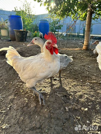 Мускусные утки тяжелые линии,куры