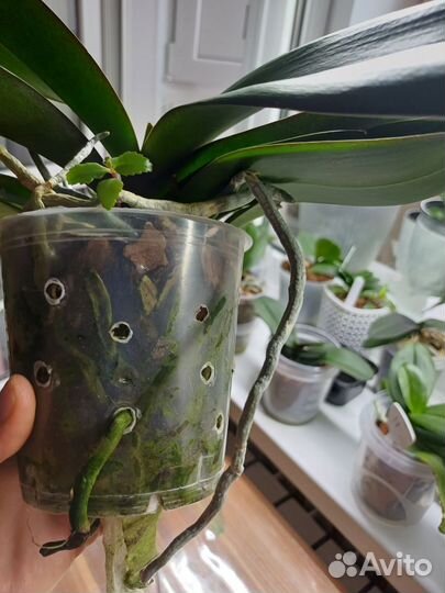 Орхидея фаленопсис