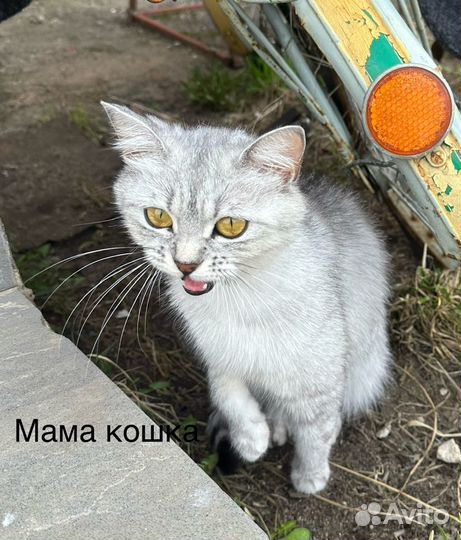 Котята в добрые руки бесплатно