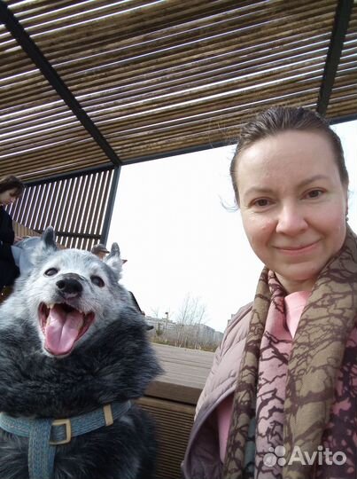 Выгул собак. Котоняня