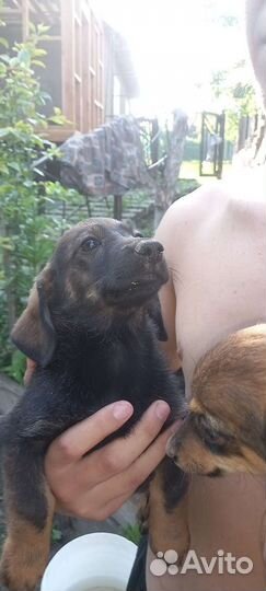 Щенки от маленькой собоки бесплатно