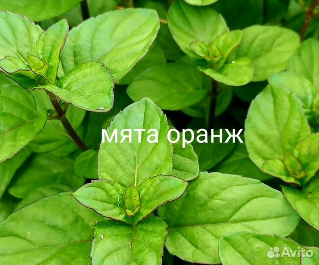 Пряные травы
