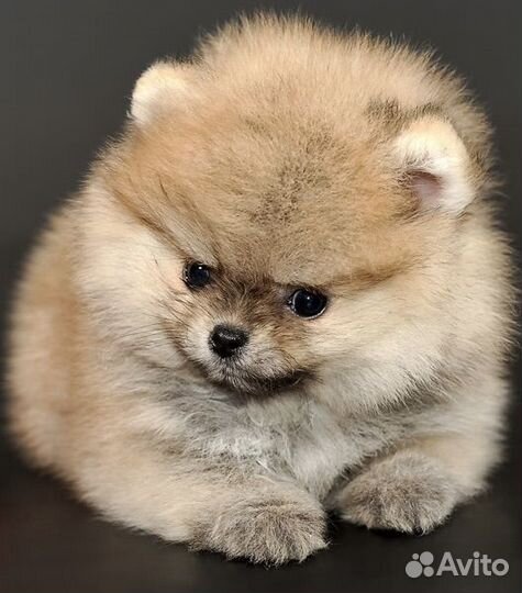 Щенки шпица