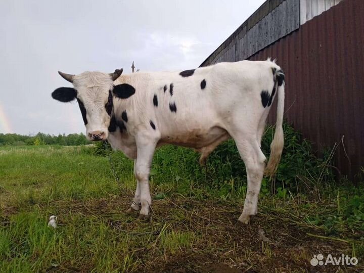 Продам Быка