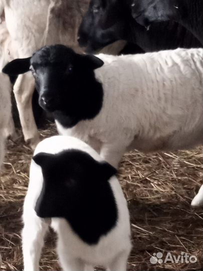 Баранчики дорпер